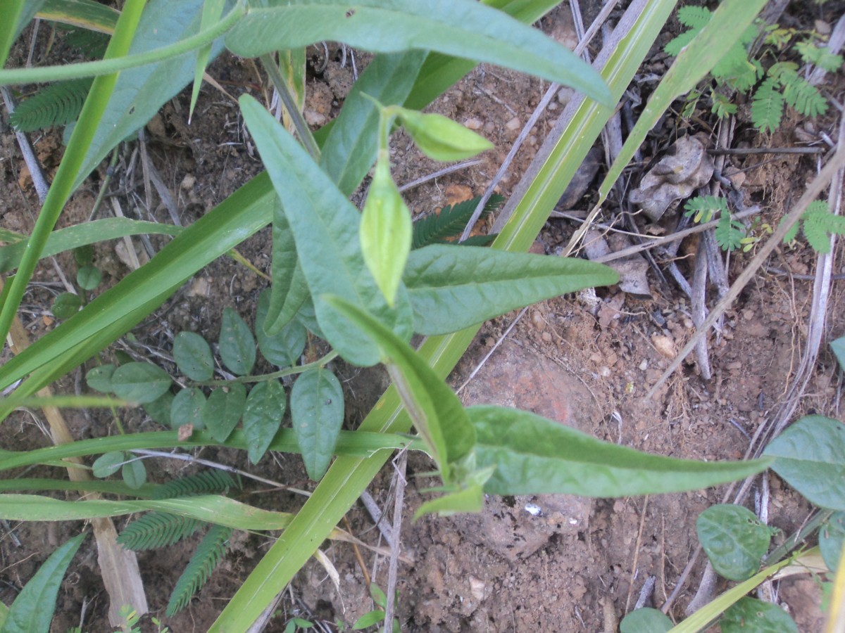 Crotalaria multiflora Benth.